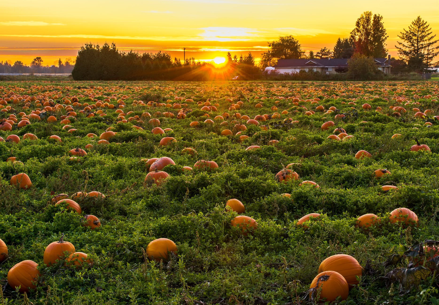 Guia do halloween: curiosidades, dicas de decoração e ideias de faça você mesmo Guia do halloween: curiosidades, dicas de decoração e ideias de faça você mesmo