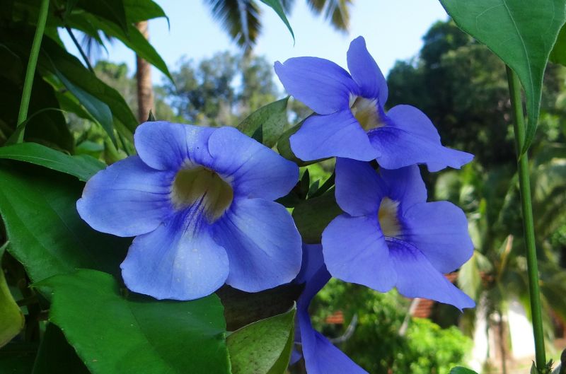 Thunbergia. Foto: Pixabay Thunbergia. Foto: Pixabay