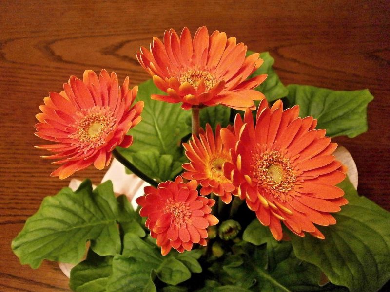 Gérberas são flores de cultivo ou de corte para vasos. Foto: Pixabay Gérberas são flores de cultivo ou de corte para vasos. Foto: Pixabay