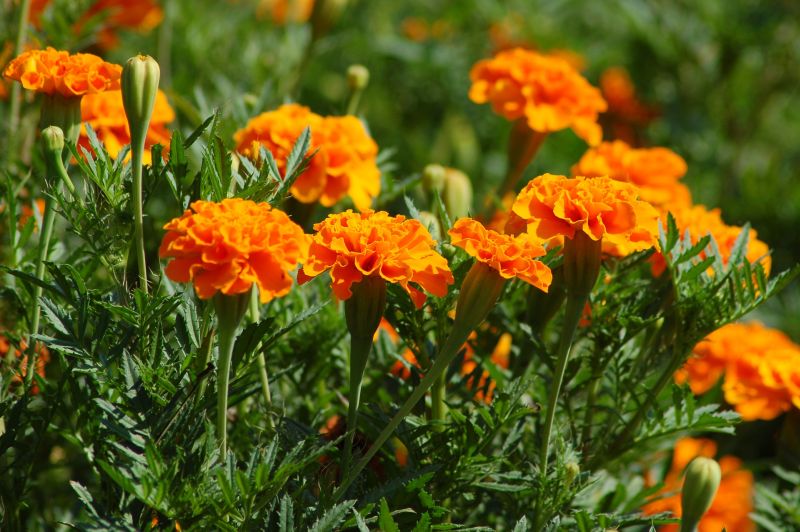 Tagetes, também conhecidas como cravo de defunto. Foto: Pixabay Tagetes, também conhecidas como cravo de defunto. Foto: Pixabay