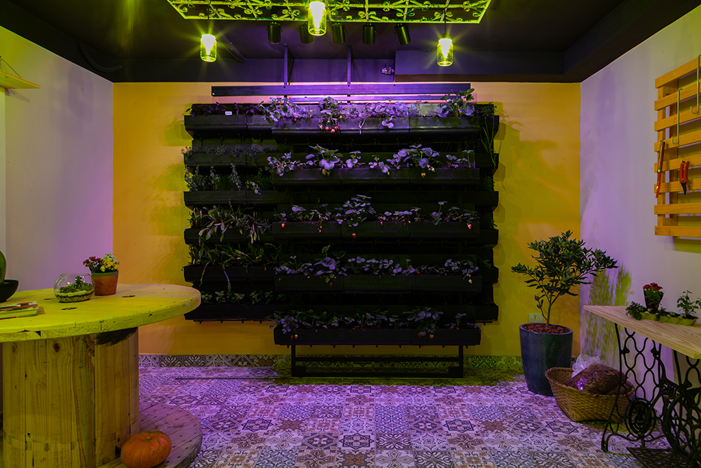 Hortinha em casa conta com irrigação automatizada e iluminação especial para as plantas. Foto: Daniel Sorrentino / divulgação. Hortinha em casa conta com irrigação automatizada e iluminação especial para as plantas. Foto: Daniel Sorrentino / divulgação.