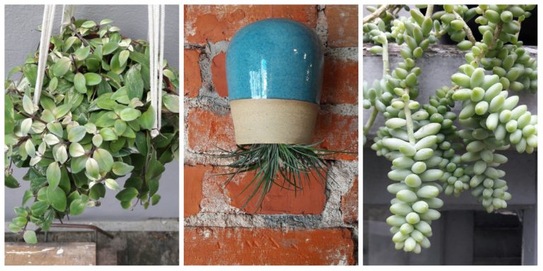Da esquerda para a direita, Columeia suspensa, Tillandsia de cabeça para baixo e Dedo de Moça suspensa, todas da Borealis. Fotos: Marcela Belz/Divulgação Borealis