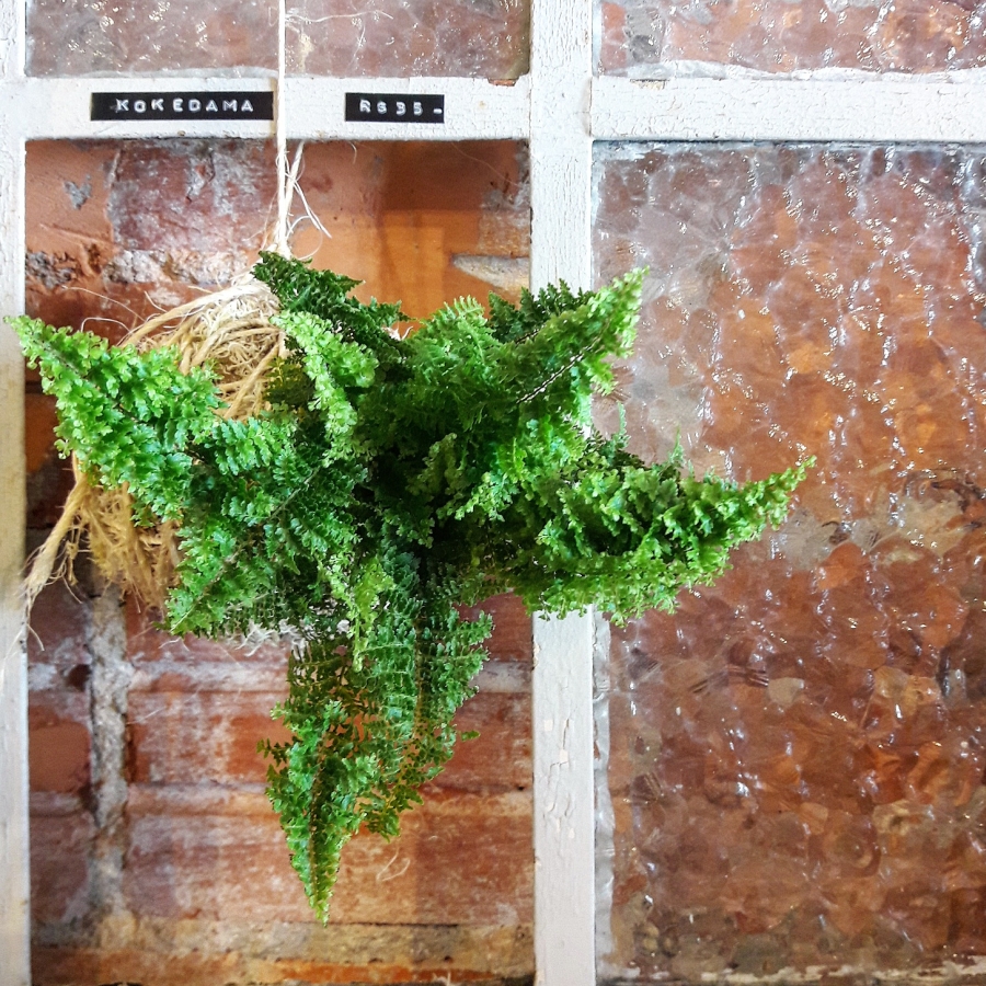 Minisamambaia em técnica kokedama. Minisamambaia em técnica kokedama.