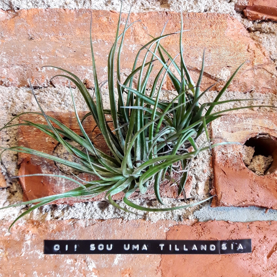 Buraco de tijolo também é lugar de Tillandsia. Buraco de tijolo também é lugar de Tillandsia.