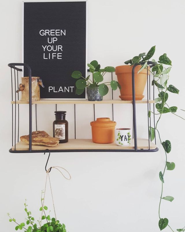 Pilea, uma planta minimalista que é tendência na decoração Pilea, uma planta minimalista que é tendência na decoração