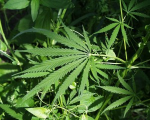 Maconha: legalizar ou não?