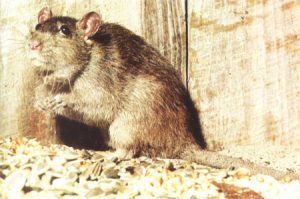 Cuidado com as “emendas da meia-noite” das ratazanas acuadas. Ou: O momento é relevante, sim!
