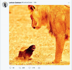 Ratel: o animal destemido como símbolo da ala radical jacobina da direita
