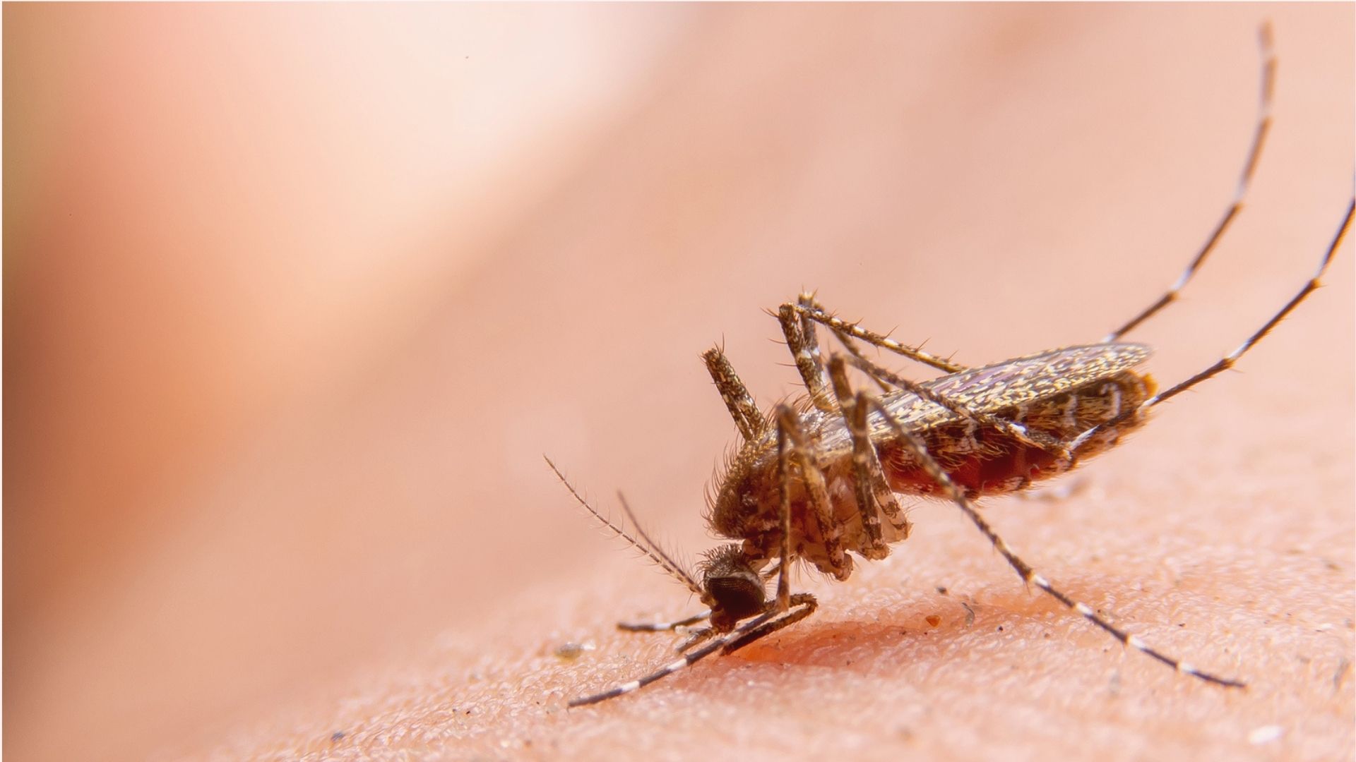 A vacina desenvolvida usa a técnica do vírus enfraquecido, que induz a produção de anticorpos, sem causar a doença.