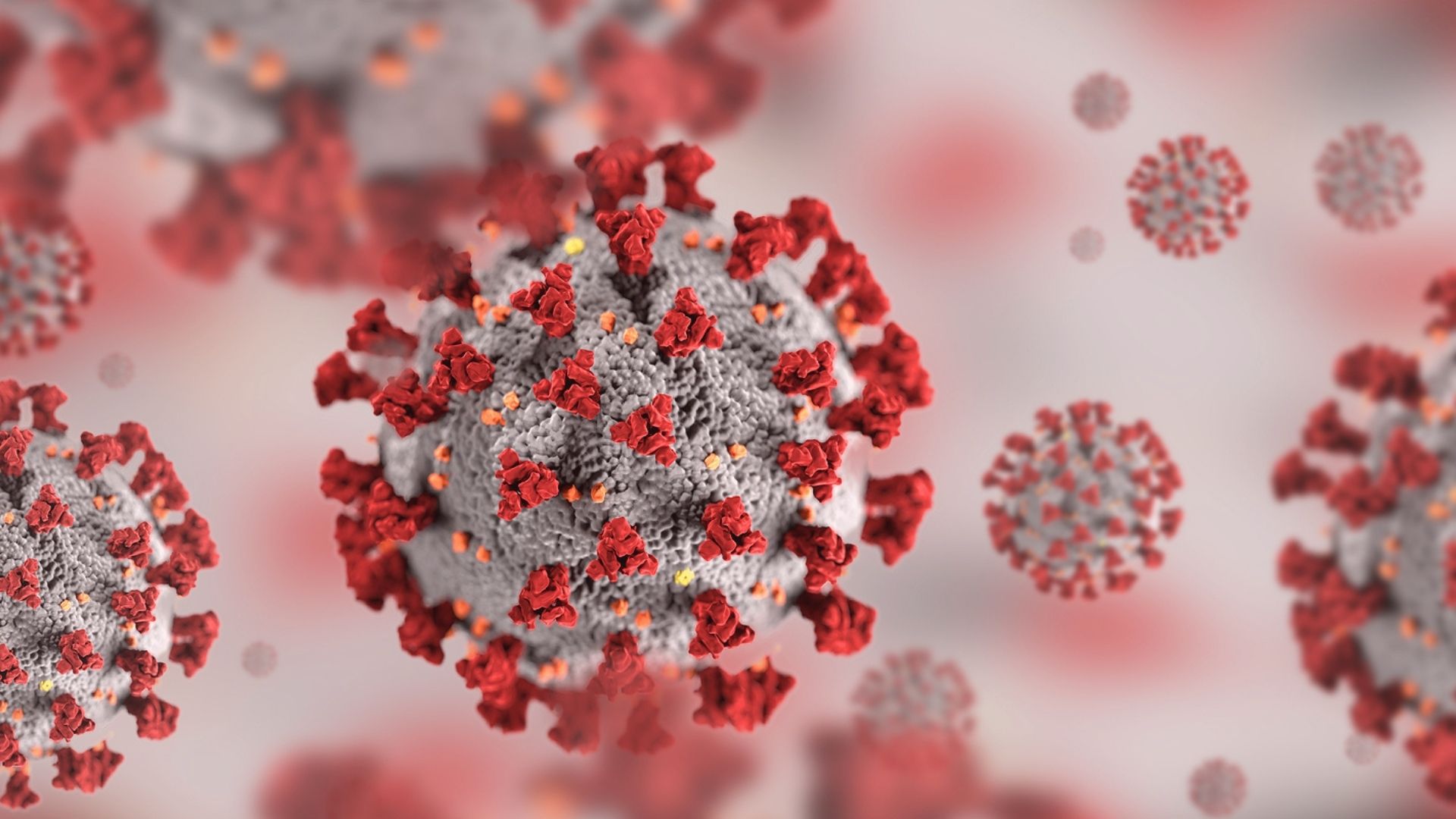 Por serem vírus que usam receptores diferentes para infectar, e não há muita interação entre o Sars-CoV-2 e o influenza.
