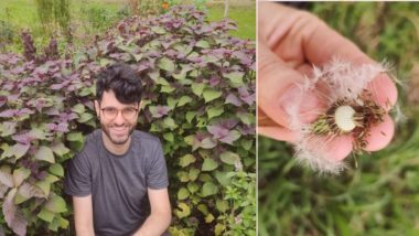 Matos de comer? Plantas alimentícias não convencionais são opções nutritivas Ervas “daninhas”, plantas incomuns e até pedaços de hortaliças que costumam ir para o lixo podem fazer parte da dieta de forma saborosa e benéfica para a saúde