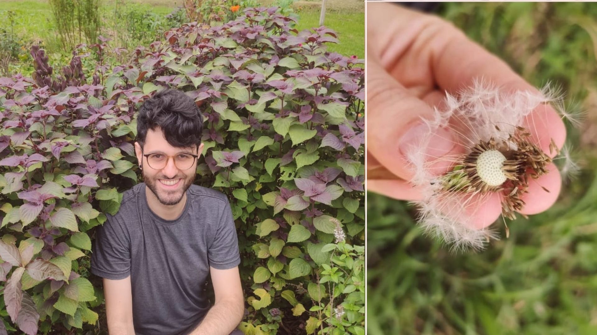 Ervas “daninhas”, plantas incomuns e até pedaços de hortaliças que costumam ir para o lixo podem fazer parte da dieta de forma saborosa e benéfica para a saúde