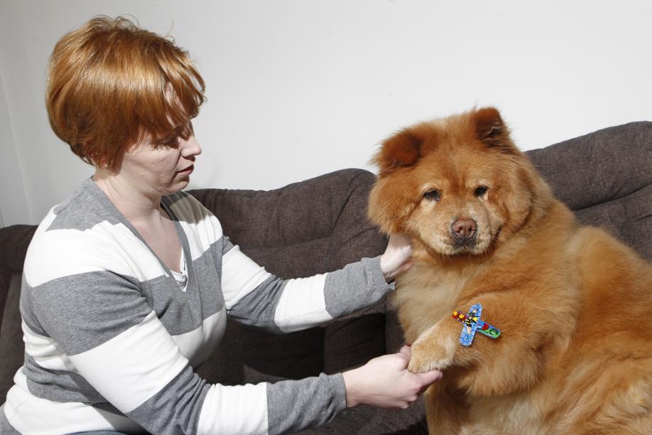 Camila Scheffer com sua chow chow Amandha: cuidados são redobrados após fratura o joelho.