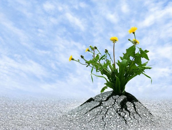 O poder transformador da resiliência Bigstock