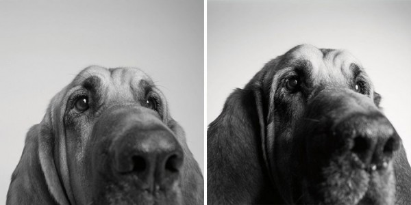 Como os cachorros envelhecem? (Foto: Divulgação)