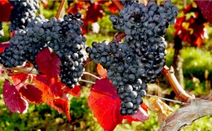 Vinho ajuda a prevenir problemas de coração, e a uva colabora na dieta (Foto: VisualHunt)