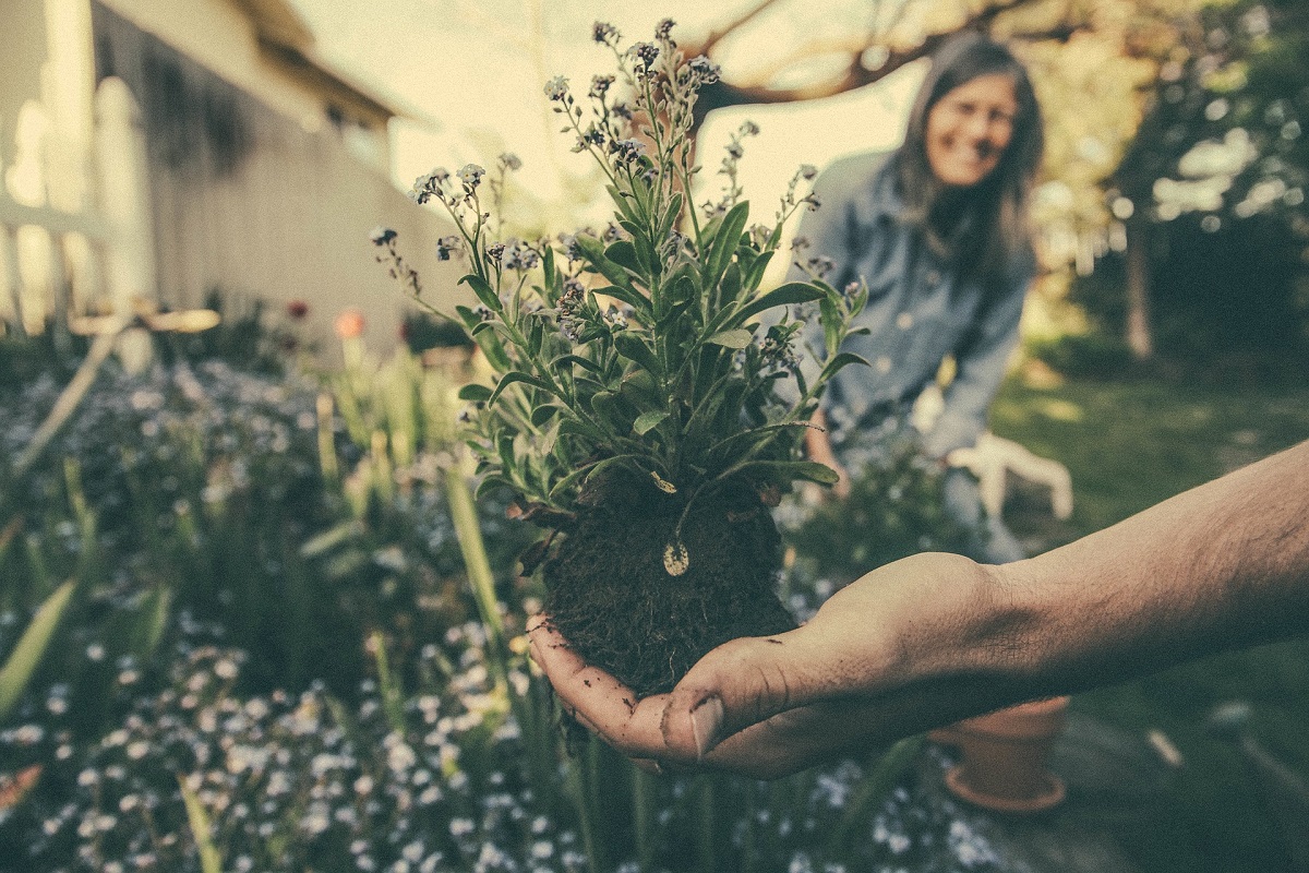 Conhecidas por suas funções terapêuticas, muitas plantas podem ajudar no combate de doenças | Foto: Librestock Conhecidas por suas funções terapêuticas, muitas plantas podem ajudar no combate de doenças | Foto: Librestock