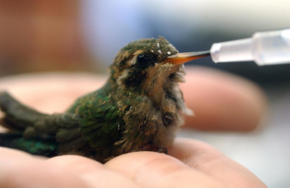 Chame as autoridades uma vez encontrado um animal machucado ou em situação de risco. Fotos: Divulgação.