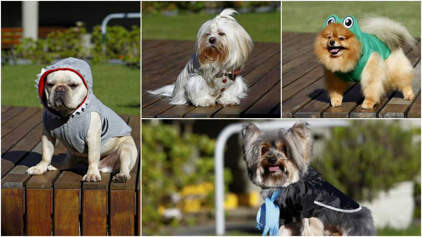 Da esq. para a dir., o buldogue inglês Pão de Queijo, a lhasa apso Pretzel, o spitz alemão Storm e o yorkshire Boris. 