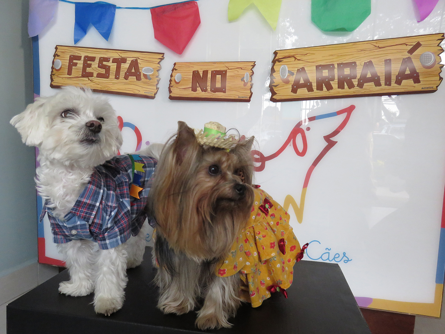 Foto: Divulgação Diversão – Centro de Bem Estar para Cães