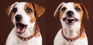 Cachorro mimado também morde Cachorro mimado também morde