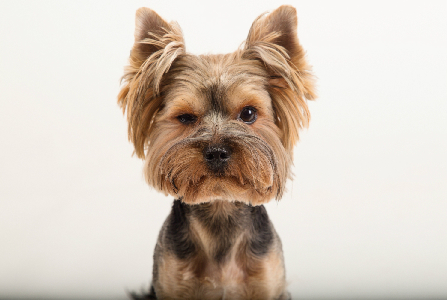 Cães da raça Yorkshire ganham seu primeiro encontro da cidade. (Foto: Bigstock)