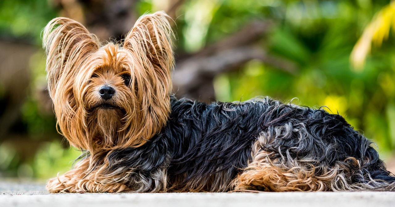 Yorkshire Terrier. Foto: Pixabay