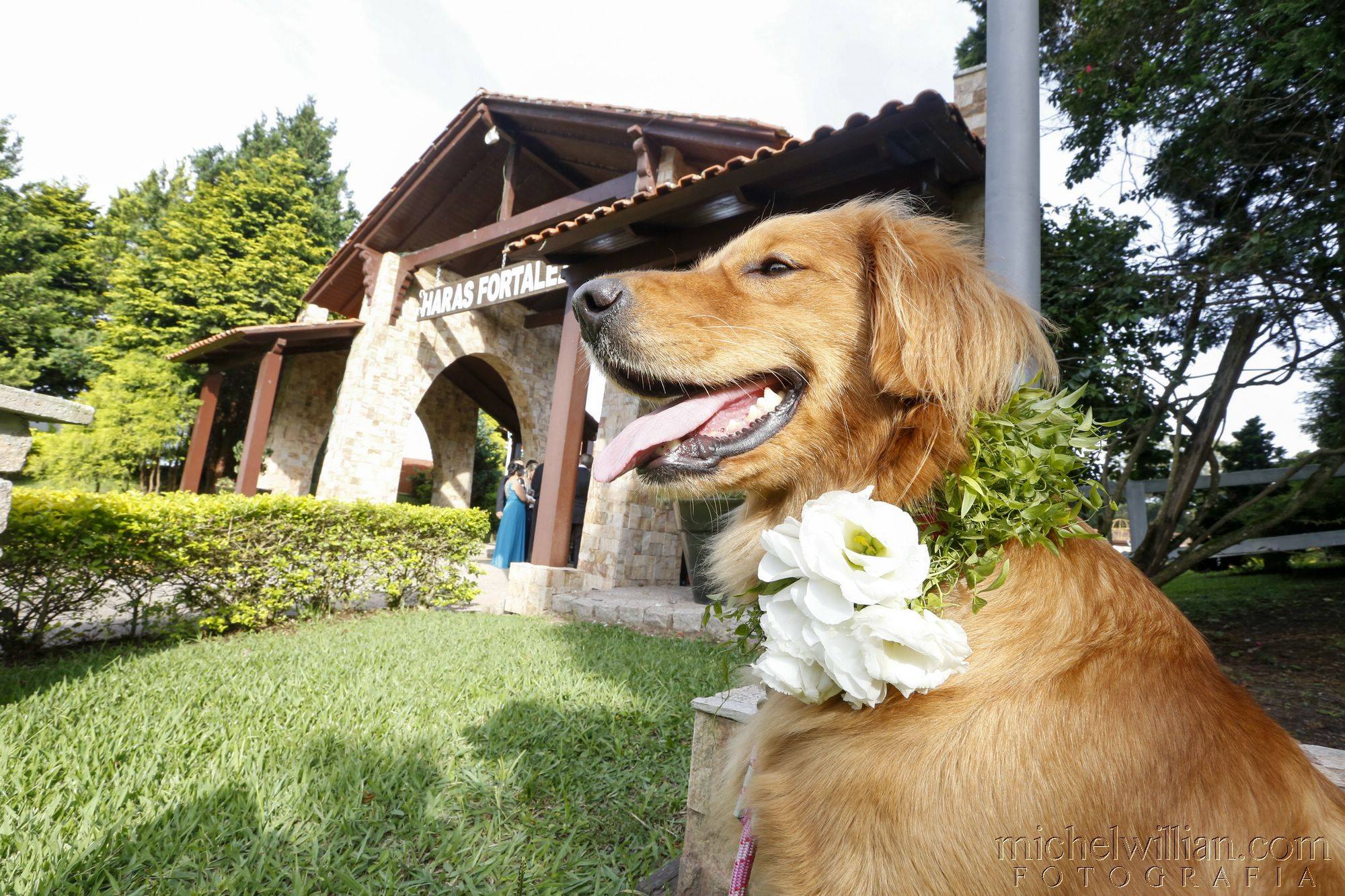 Isabella: a golden retriver levou as alianças no casamento dos seus donos. Foto: Michel Willian/Divulgação.