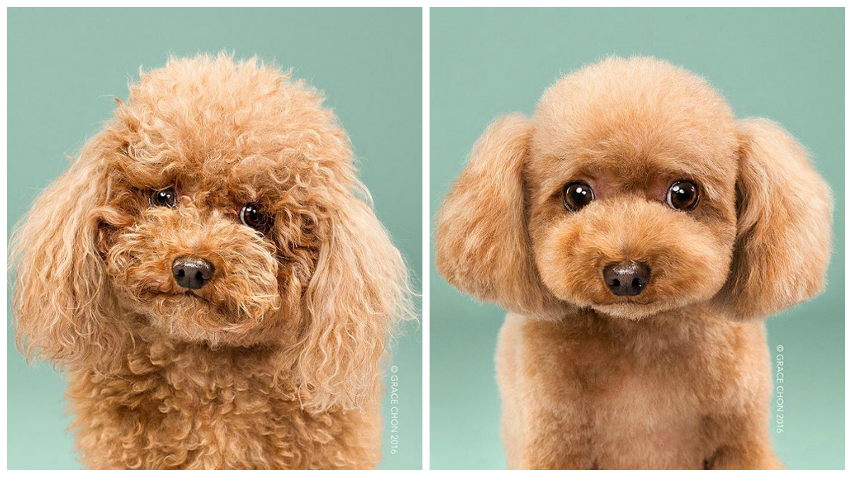 O pequeno poodle Biggie Smalls. (Fotos: Divulgação Grace Chon)
