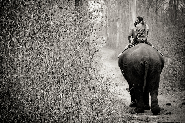 Turismo com elefantes sacrifica muito os animais. Foto: VisualHunt.