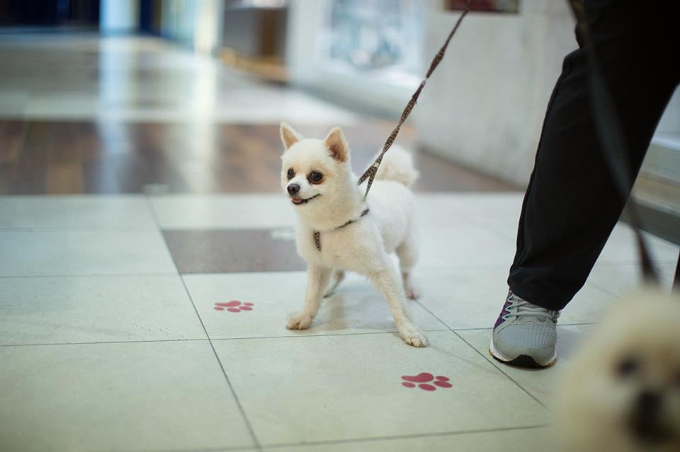 No Shopping Crystal, pets têm acesso livre e, dependendo do tamanho, precisam de focinheira (Foto: Divulgação)