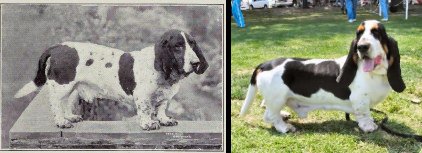 O Basset Hound ficou menor, excesso de pele e problemas nas vértebras. Também é visível o aumento no tamanho das orelhas (Foto: blog Dog Behavious Science) O Basset Hound ficou menor, excesso de pele e problemas nas vértebras. Também é visível o aumento no tamanho das orelhas (Foto: blog Dog Behavious Science)