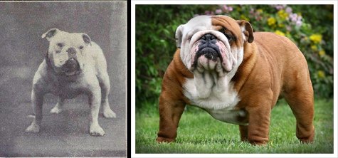 O Buldogue Inglês tem uma proporção muito maior agora e isso acaba impossibilitando que ele se reproduza ou dê a luz de forma natural (Foto: blog Dog Behavious Science) O Buldogue Inglês tem uma proporção muito maior agora e isso acaba impossibilitando que ele se reproduza ou dê a luz de forma natural (Foto: blog Dog Behavious Science)