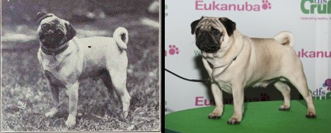 Os Pugs passaram a ter pressão alta, problemas no coração, baixa oxigenação, entre outros (Foto: blog Dog Behaviour Science) Os Pugs passaram a ter pressão alta, problemas no coração, baixa oxigenação, entre outros (Foto: blog Dog Behaviour Science)
