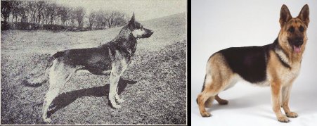 O Pastor Alemão era descrito como um cachorro de tamanho médio - muito diferente do cachorro angulado e mais pesado de hoje (Foto: blog Dog Behaviour Science) O Pastor Alemão era descrito como um cachorro de tamanho médio - muito diferente do cachorro angulado e mais pesado de hoje (Foto: blog Dog Behaviour Science)