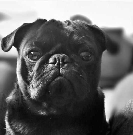 O cachorro Turag, da raça pug, foi roubado enquanto a tutora passeava com o animal, em Curitiba. Foto: reprodução Facebook