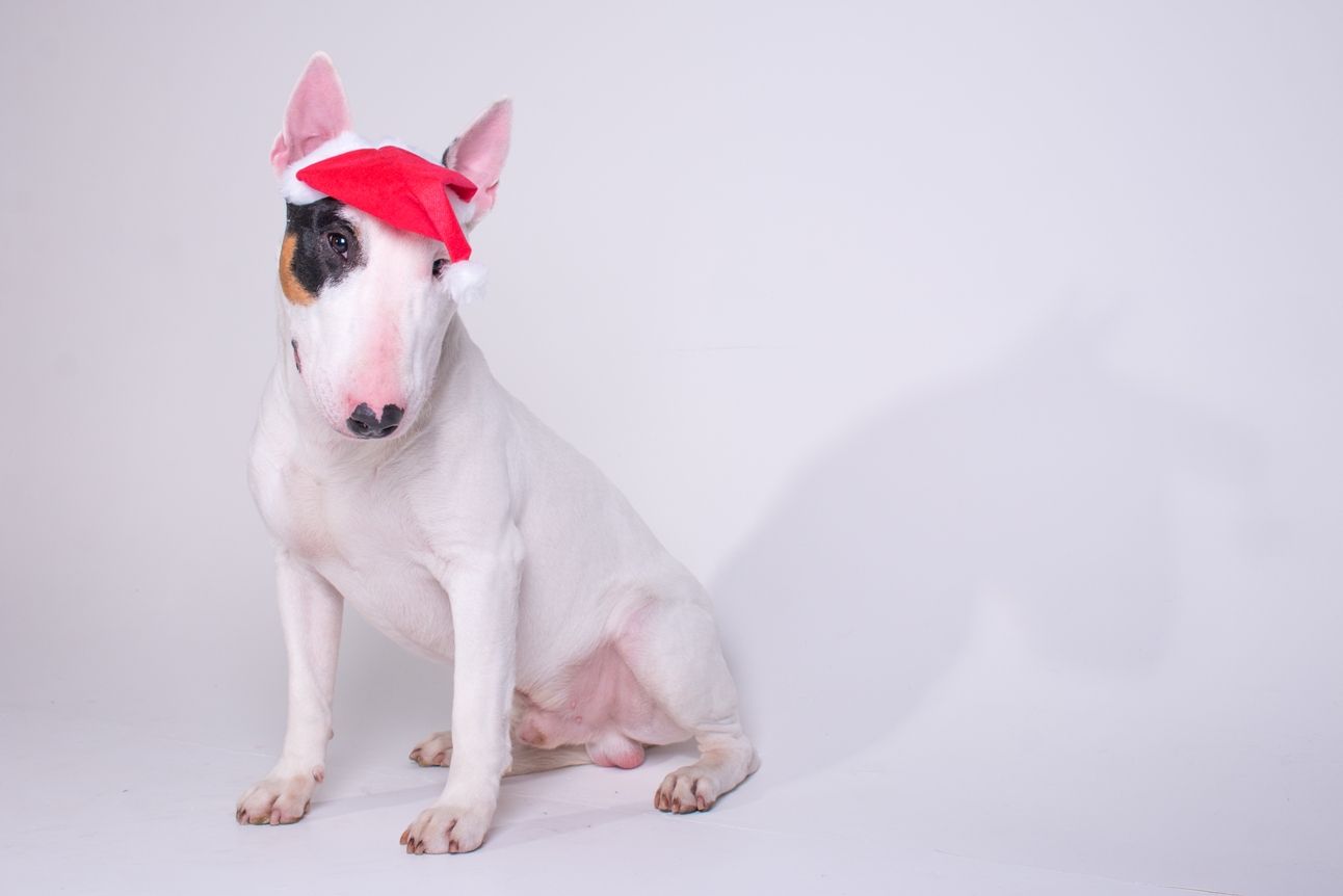 O bull terrier Johnny Cash é um dos embaixadores do evento, que sereva um período para fotografar os pets. Foto: divulgação