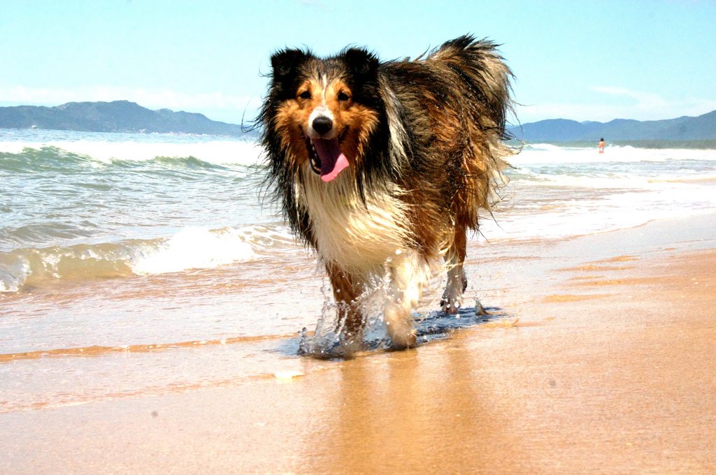 Cachorro na praia. Foto: Visualhunt. 