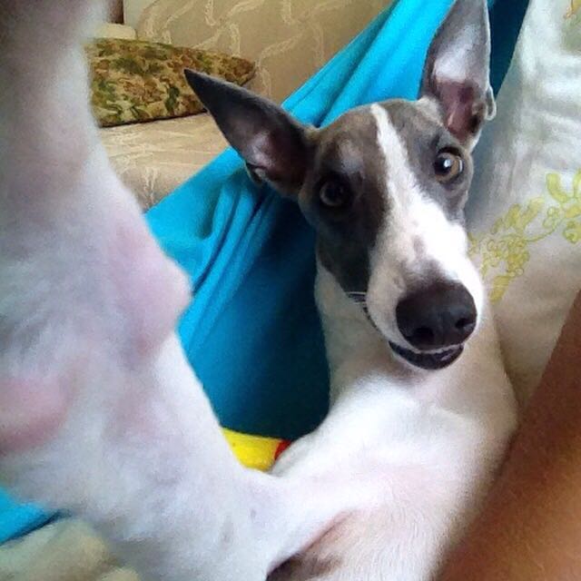 O whippet Romeu "fala" com a dona todos os dias. Médica veterinária diz que essa vocalização é comum. Foto: arquivo pessoal