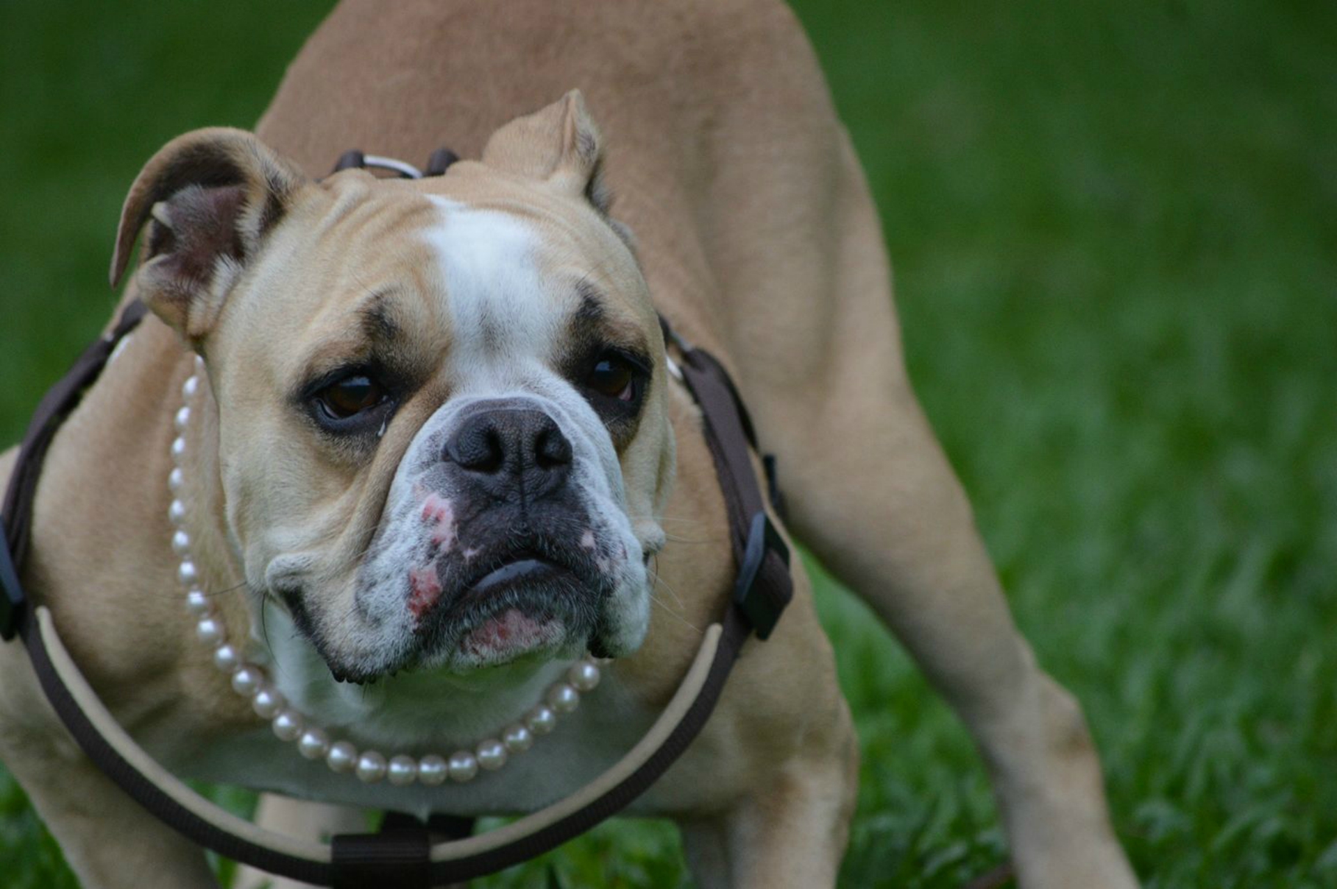 Bulldogada neste sábado (22) reúne cães e admiradores da raça. Foto: Divulgação / Facebook