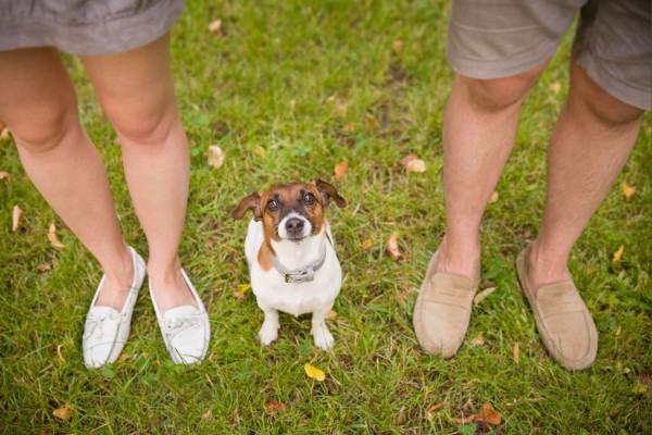 Adote um cachorro neste fim de semana e saia com ele microchipado de graça (Foto: Bigstock)