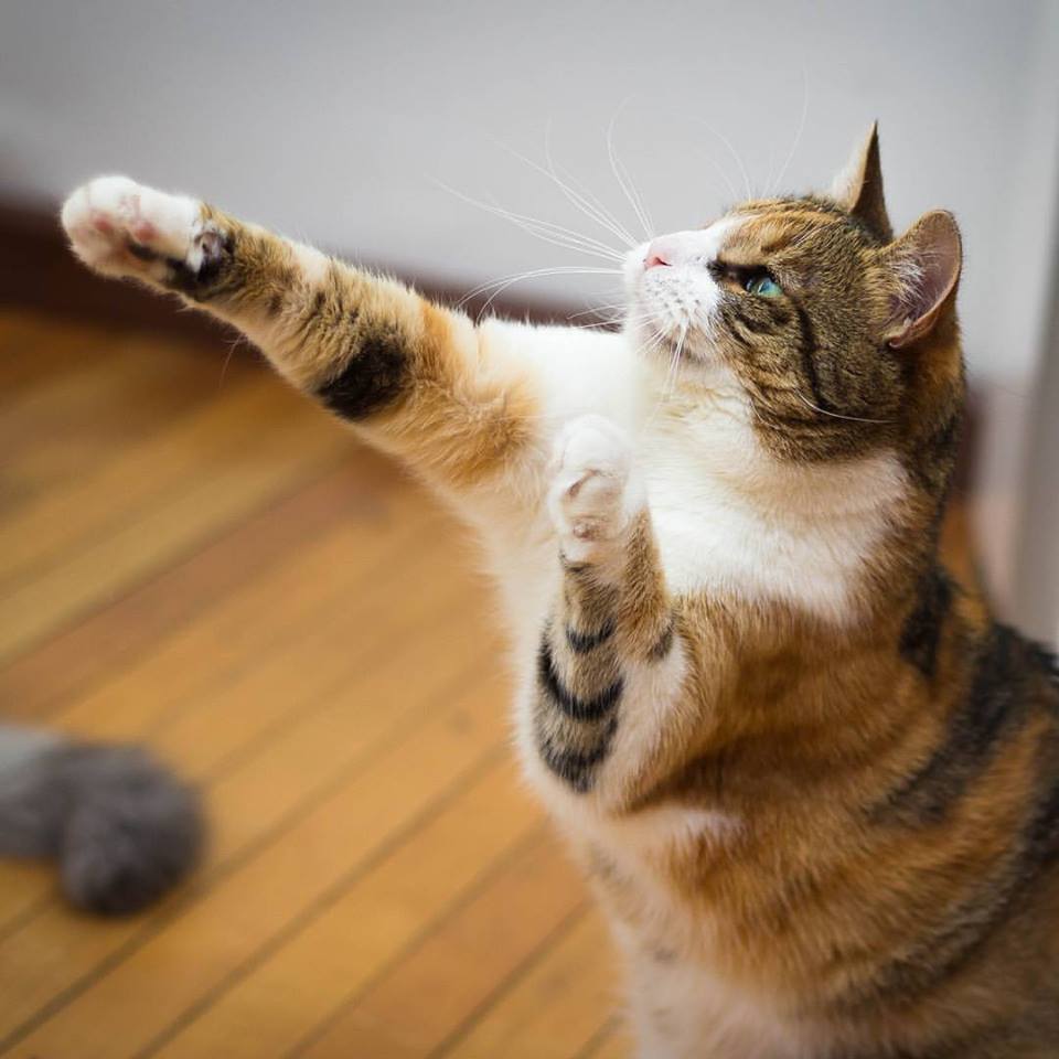 Santiago tem estabelecimento para apaixonados por café e gatos Santiago tem estabelecimento para apaixonados por café e gatos