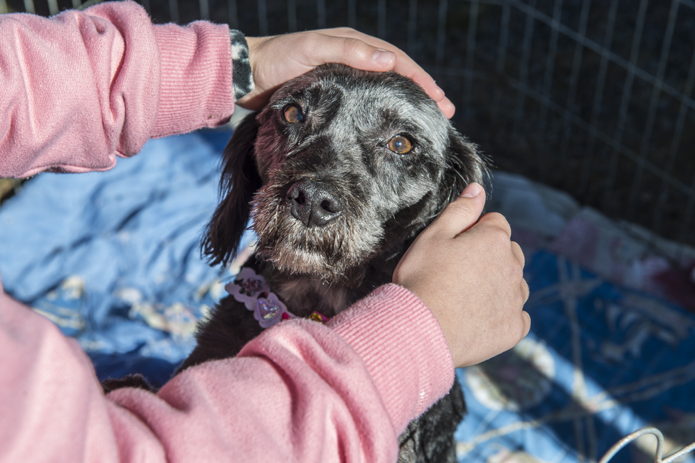 Milhares de animais de Curitiba esperam por um tutor. Saiba como adorar. Foto: Letícia Akemi/Gazeta do Povo