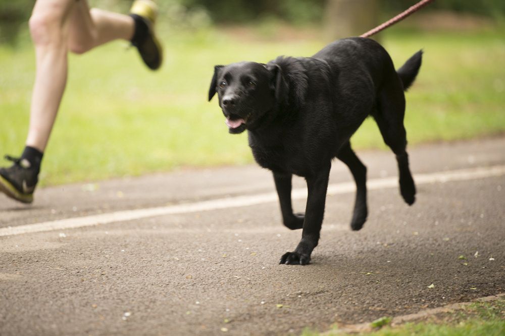 Cachorros podem caminhar sem problemas,
 mas exercícios mais vigorosos precisam de atenção do médico veterinário (Foto: visualhunt)