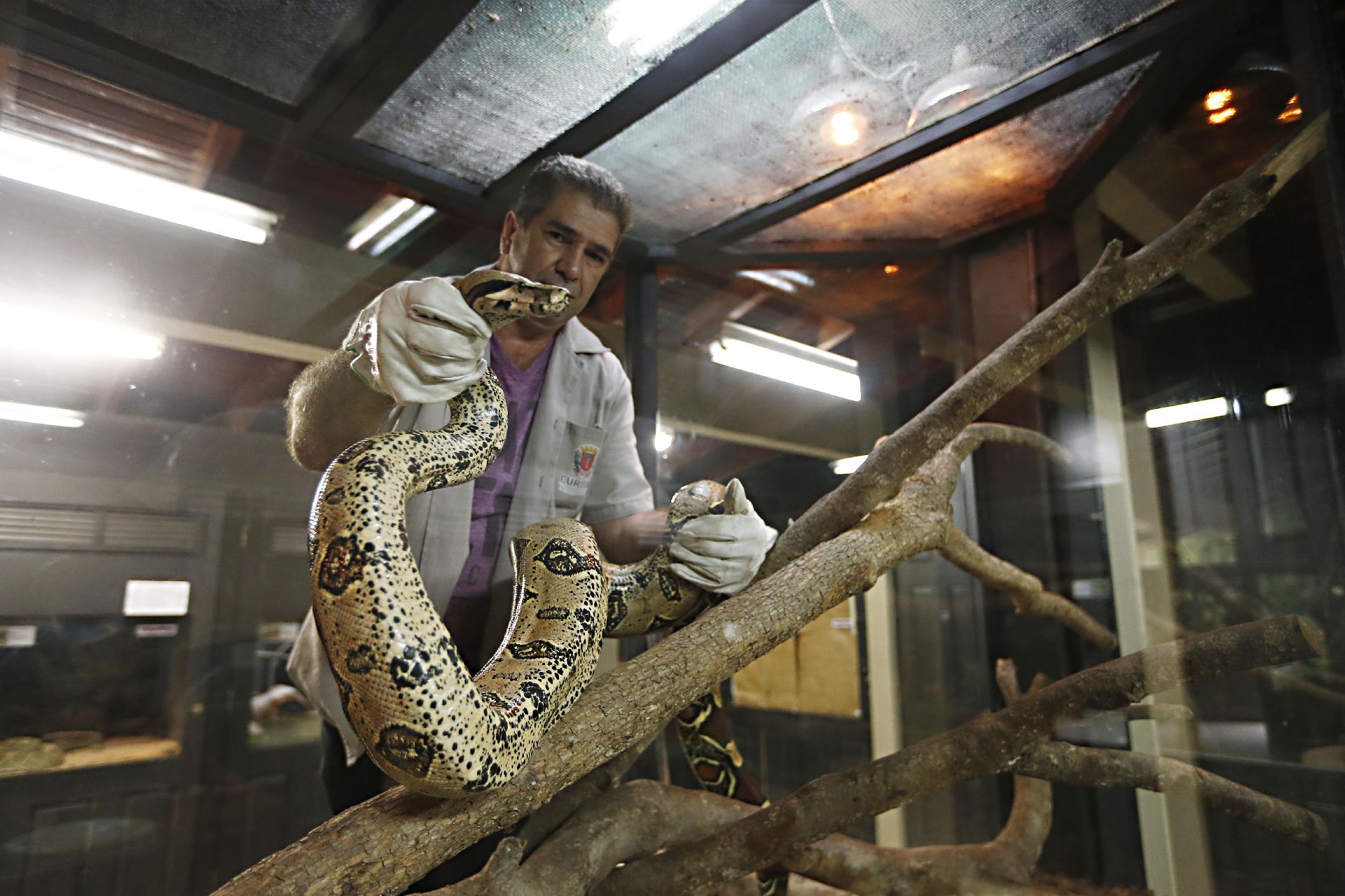 "Cada cobra é uma cobra", diz Dinor de Paula, que aprendeu o ofício de tratador aos 21 anos. Foto: Albari Rosa "Cada cobra é uma cobra", diz Dinor de Paula, que aprendeu o ofício de tratador aos 21 anos. Foto: Albari Rosa