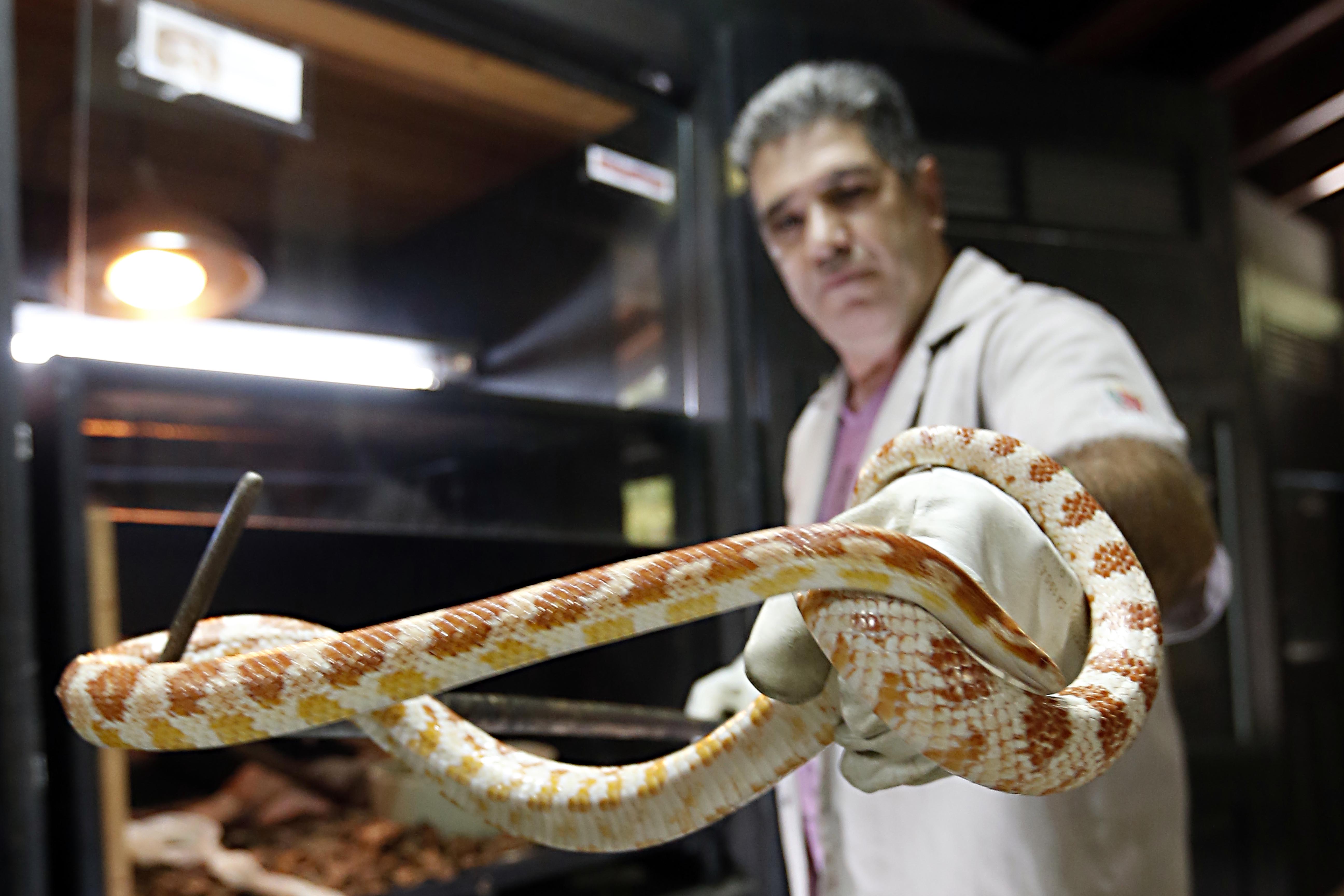 "Todas as cobras comem ratazanas criadas no zoológico especialmente para esse fim", conta Dinor. Foto: Albari Rosa "Todas as cobras comem ratazanas criadas no zoológico especialmente para esse fim", conta Dinor. Foto: Albari Rosa