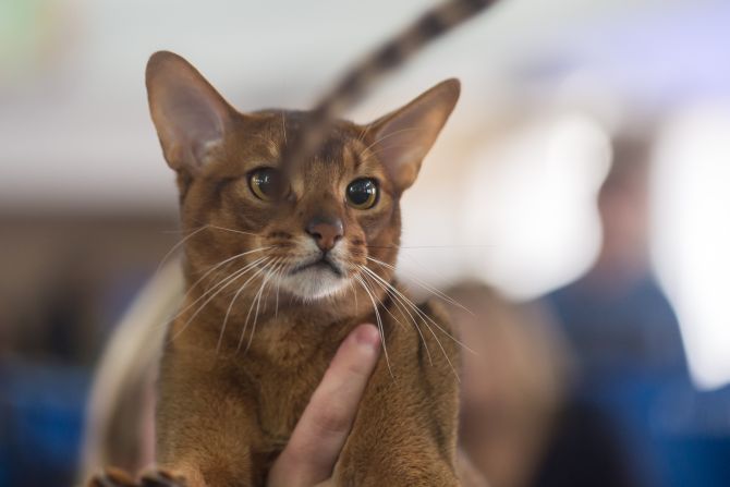 O gato da raça Abssínio, que faturou o título de Melhor Gato da competição do ano passado. (Foto: Fernando Zequinão)