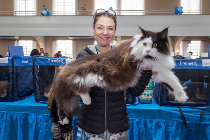 No ano passado, Eugênio, da maior raça do mundo, a Maine Coon, participou da feira. (Foto: Fernando Zequinão/Gazeta do Povo)
