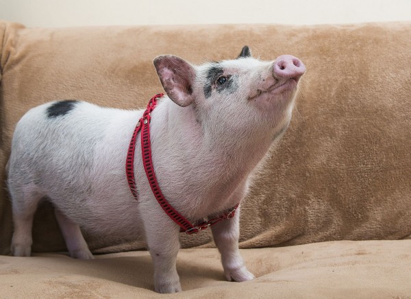 A minipig Juditi, de 4 meses, é a xodó de um bairro de Curitiba. (Foto: Letícia Akemi / Gazeta do Povo)