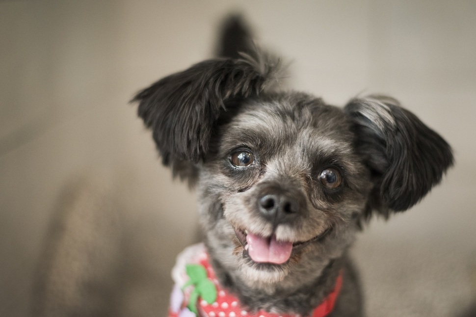 Tory, o cachorro escolhido pelo presidente sul-coreano, estava há dois anos aguardando um tutor (Foto: divulgação entidade de doação de animais)